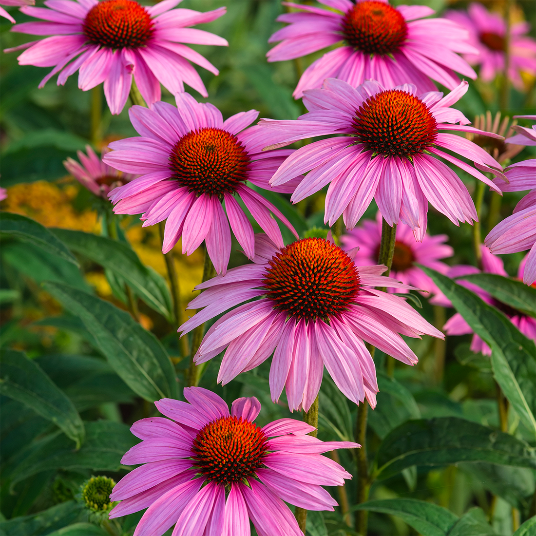 Echinacea Purpurea Bio, 90 gélules