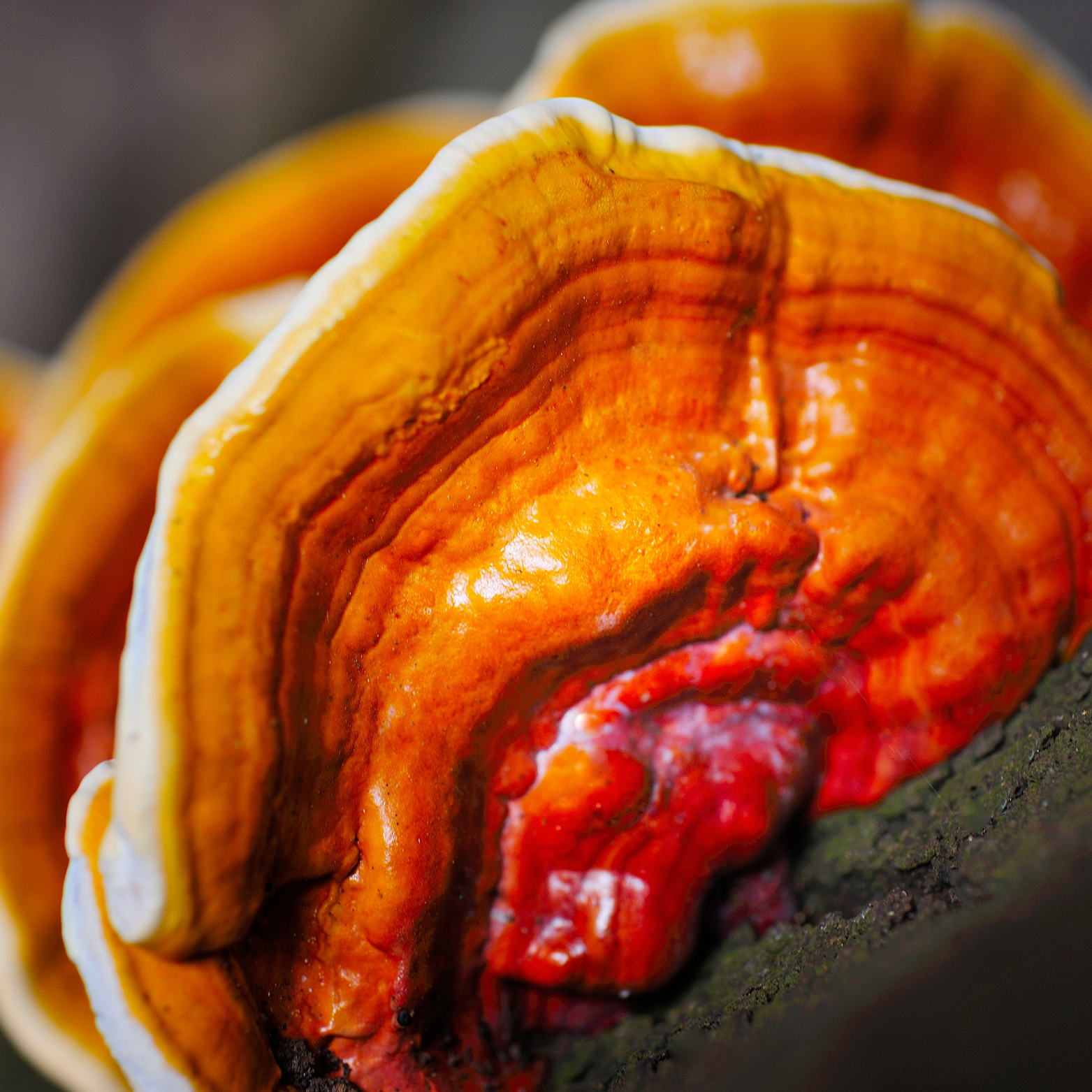 Reishi - Ganoderma Lucidum - Ling Zhi biologique, 90 cápsulas