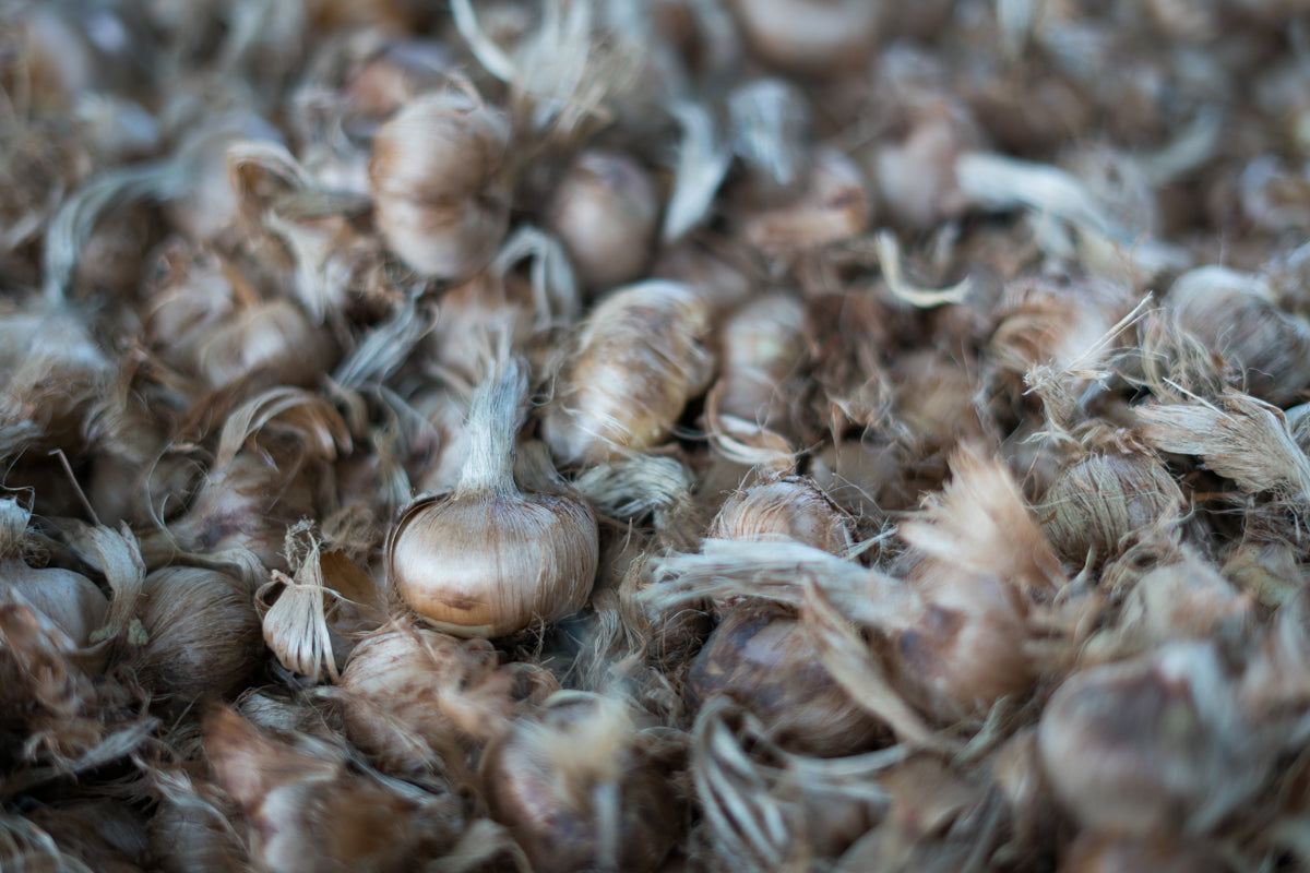 Bulbi di zafferano italiano biologici, calibro 11, prenotazioni campagna 2026