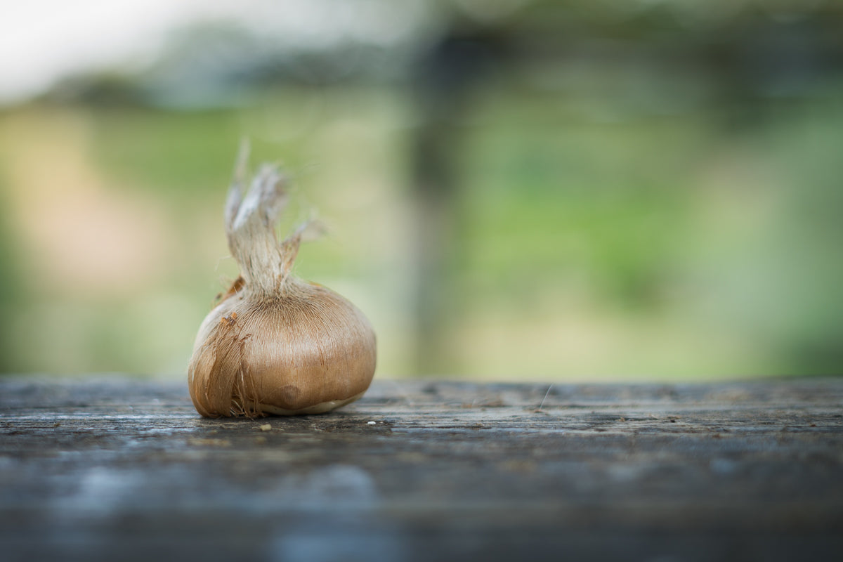Bulbi di zafferano italiano biologici, calibro 11, prenotazioni campagna 2026