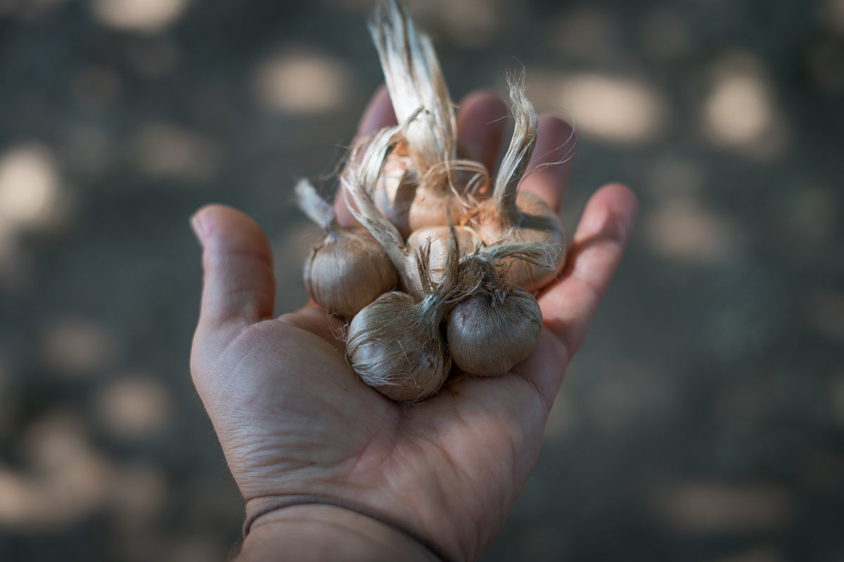 Bulbi di zafferano italiano biologici, calibro 11, prenotazioni campagna 2026