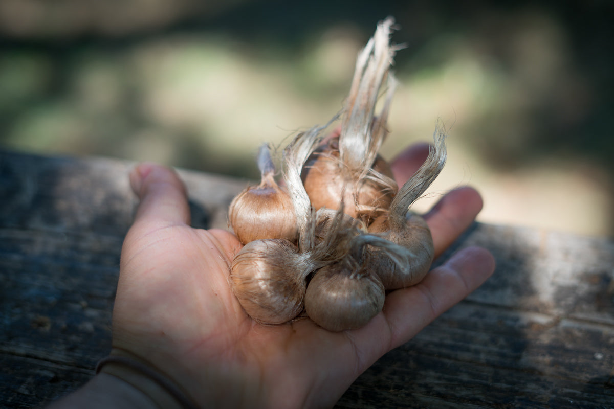 Bulbi di zafferano italiano biologici, calibro 11, prenotazioni campagna 2026