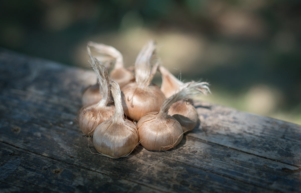 Bulbi di zafferano italiano biologici, calibro 11, prenotazioni campagna 2026