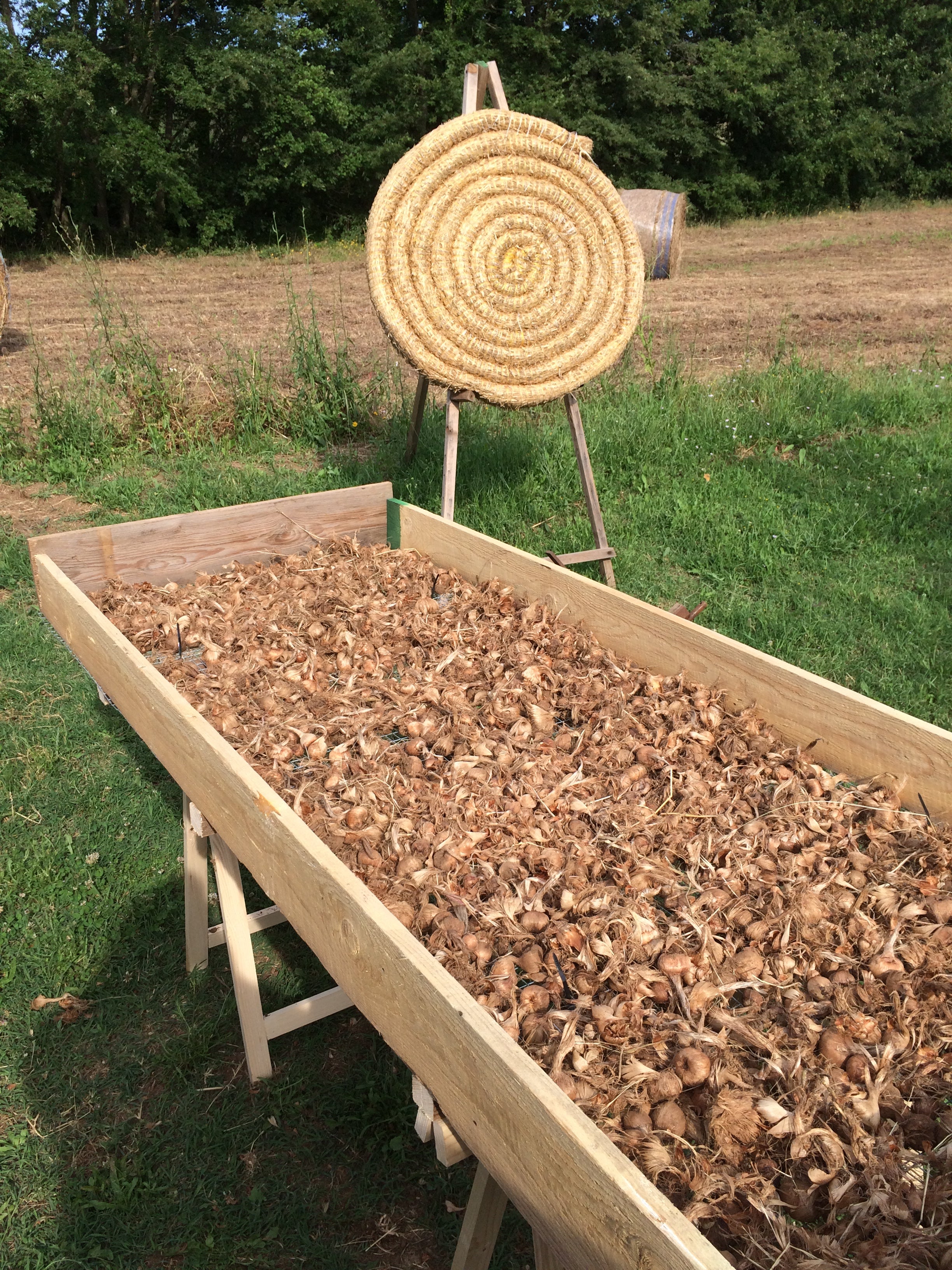 Bulbi di zafferano italiano biologici, calibro 11, prenotazioni campagna 2026