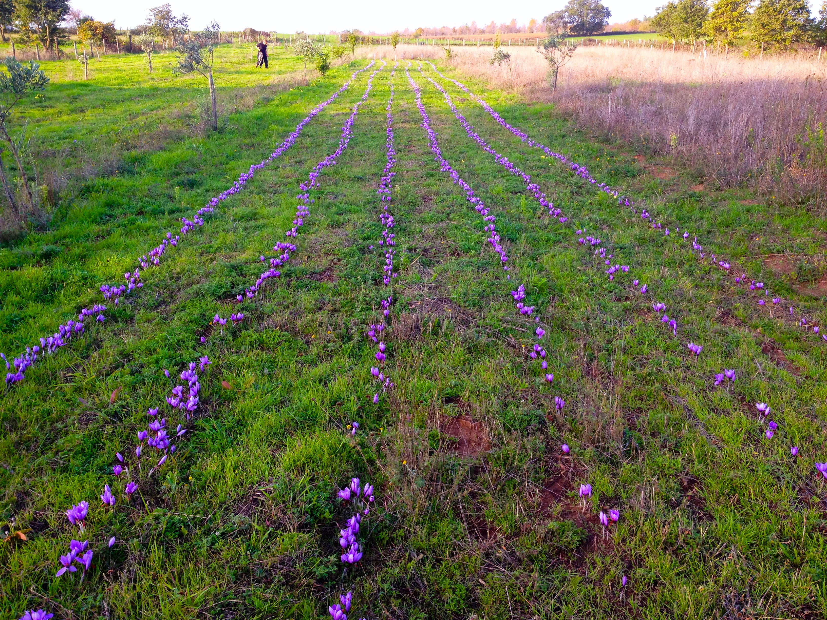 Bulbi di zafferano italiano biologici, calibro 11, prenotazioni campagna 2026