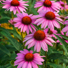 Echinacea Purpurea biologica, 90 capsule