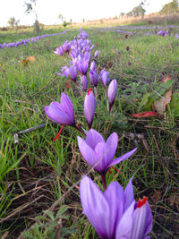 Thumbnail for Organic Italian saffron bulbs 2023 campaign 