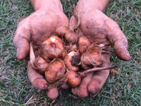 Thumbnail for Organic Italian saffron bulbs 2024 campaign 